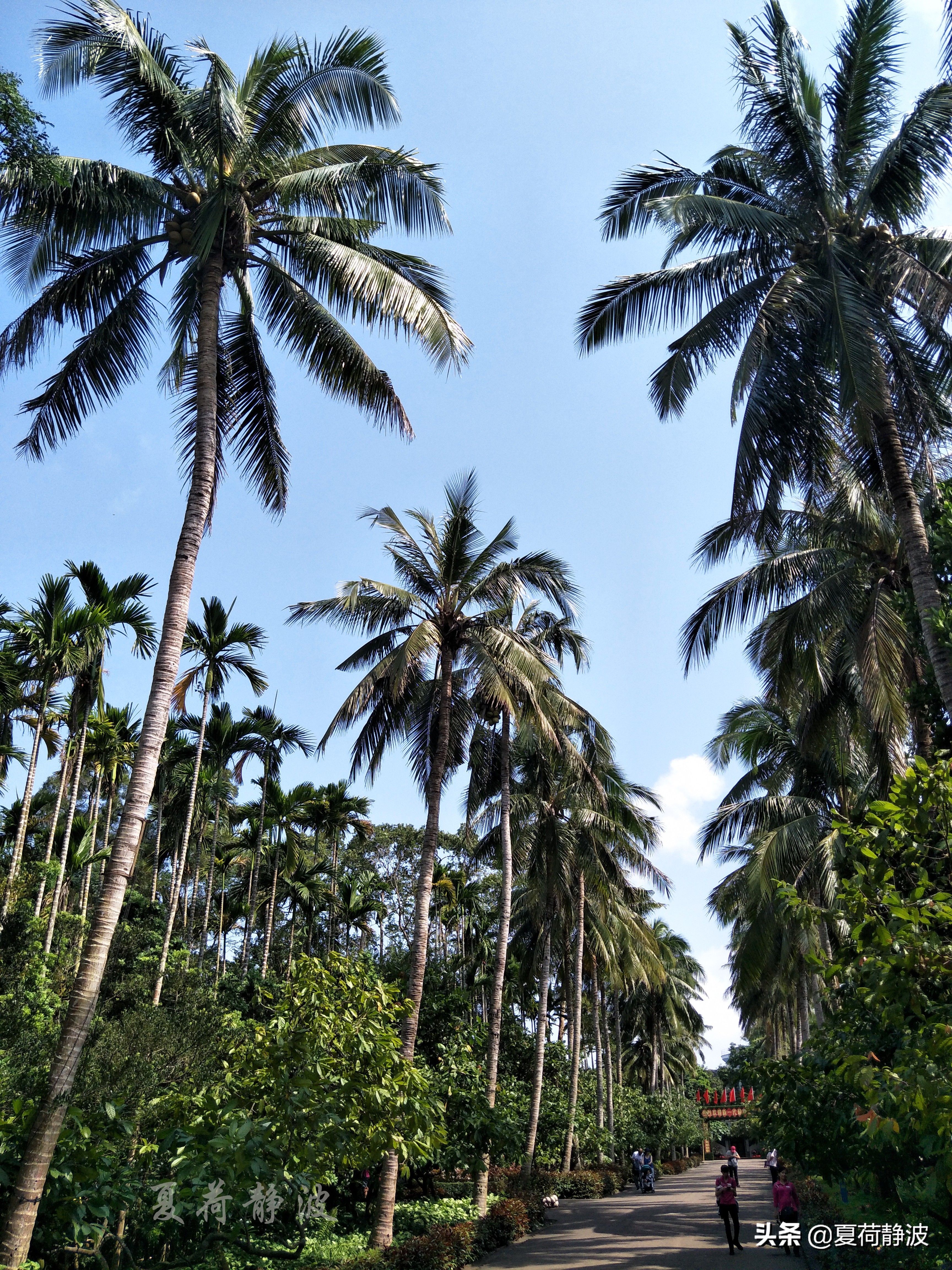 兴隆热带植物园攻略,万宁兴隆热带植物园