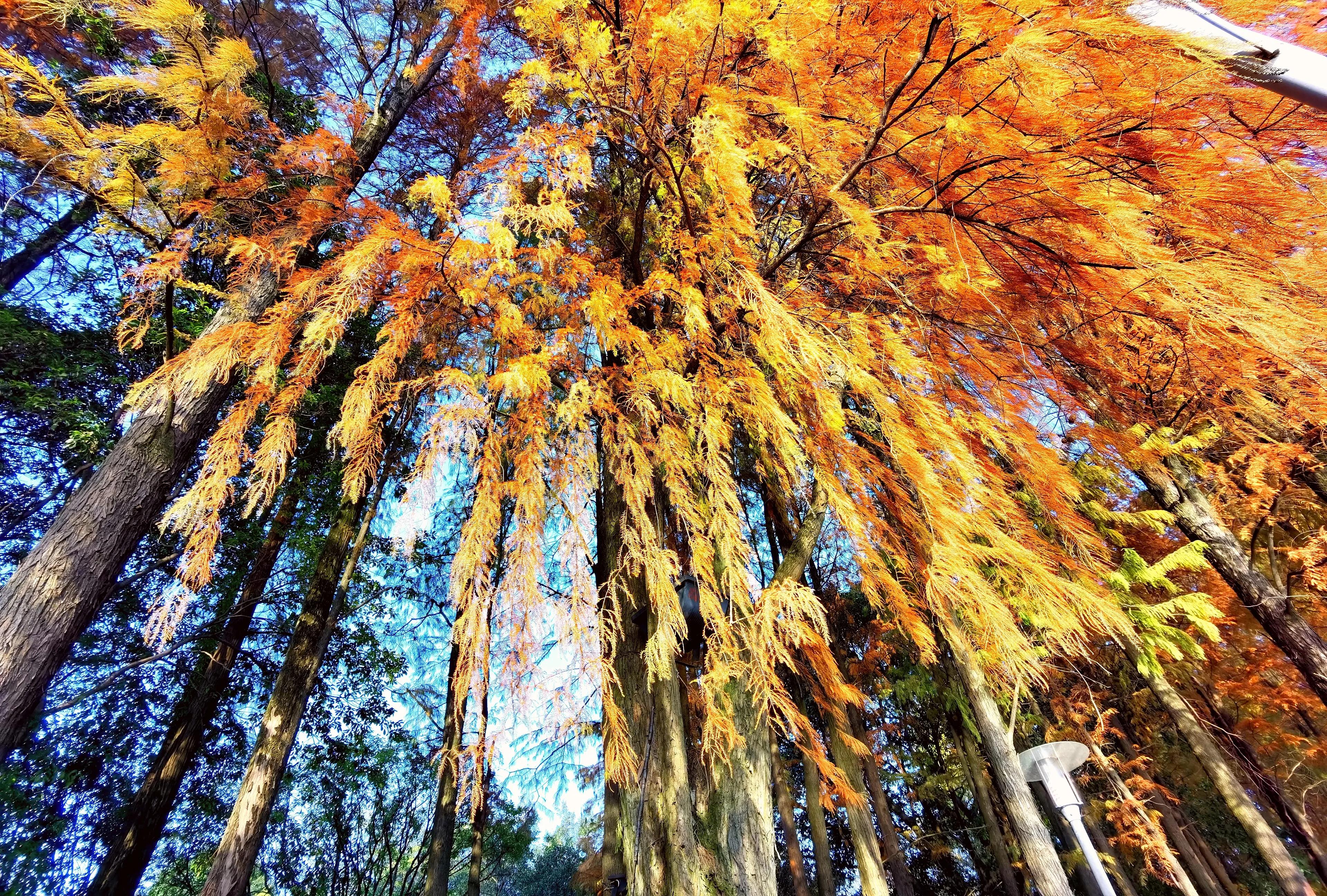 桂林：冬季到桂湖来看景
