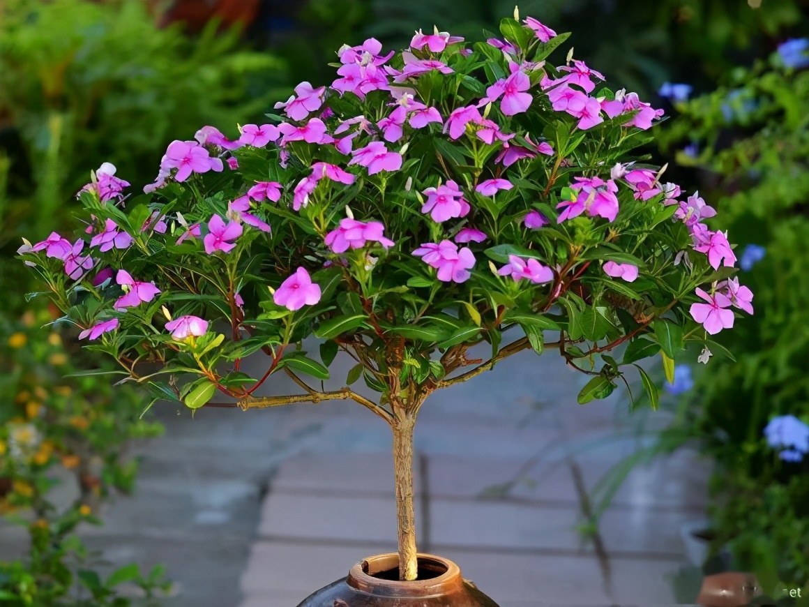 365天都开花名贵的盆栽,365天开花不断的花卉