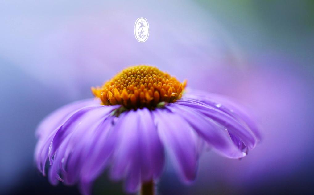 「诗词鉴赏」秋深寒露候，古诗词里的寒露，静看秋意渐浓