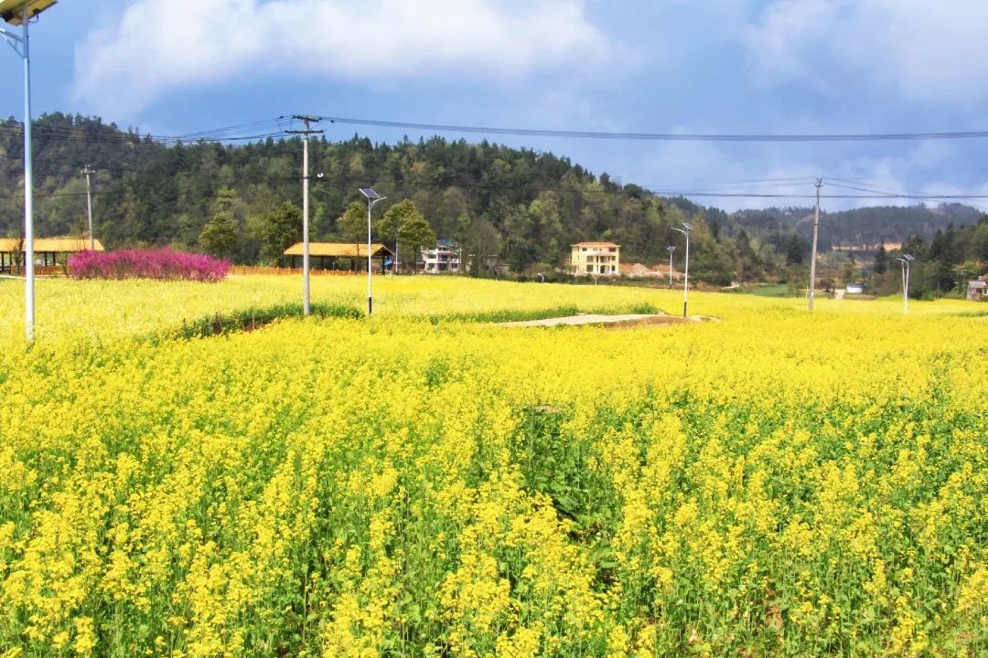 赏春图鉴丨赏花海、品清茶、尝美食...乌当百宜镇这条宝藏春游线路,就等你来打卡啦!