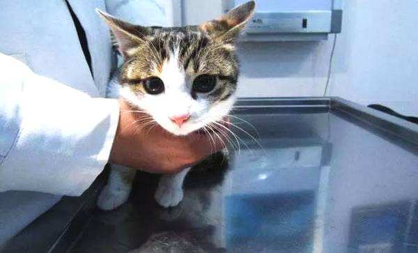 猫咪呕吐不仅是消化疾病引起，你想知道的预防措施都在这