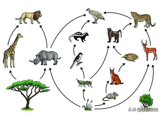 乌龟移动速度,乌龟是世界上寿命最长的动物吗