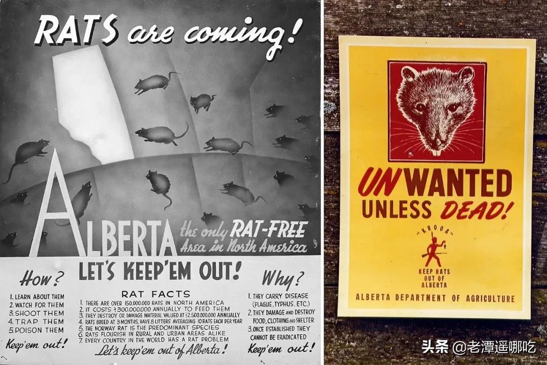 加拿大哪个城市老鼠最多,加拿大没有老鼠的地方