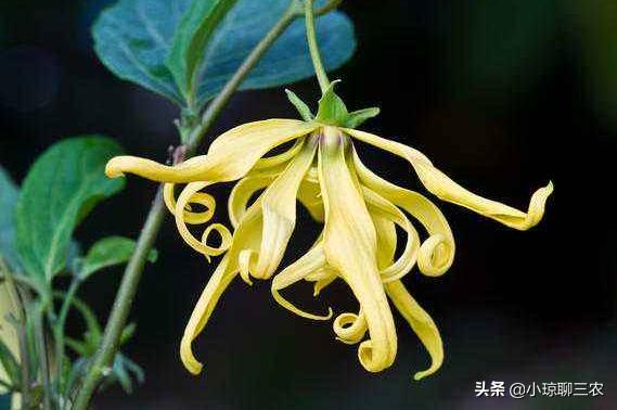 小琼聊三农：香水原产料，与您分享依兰花的种植小技巧及管理方法