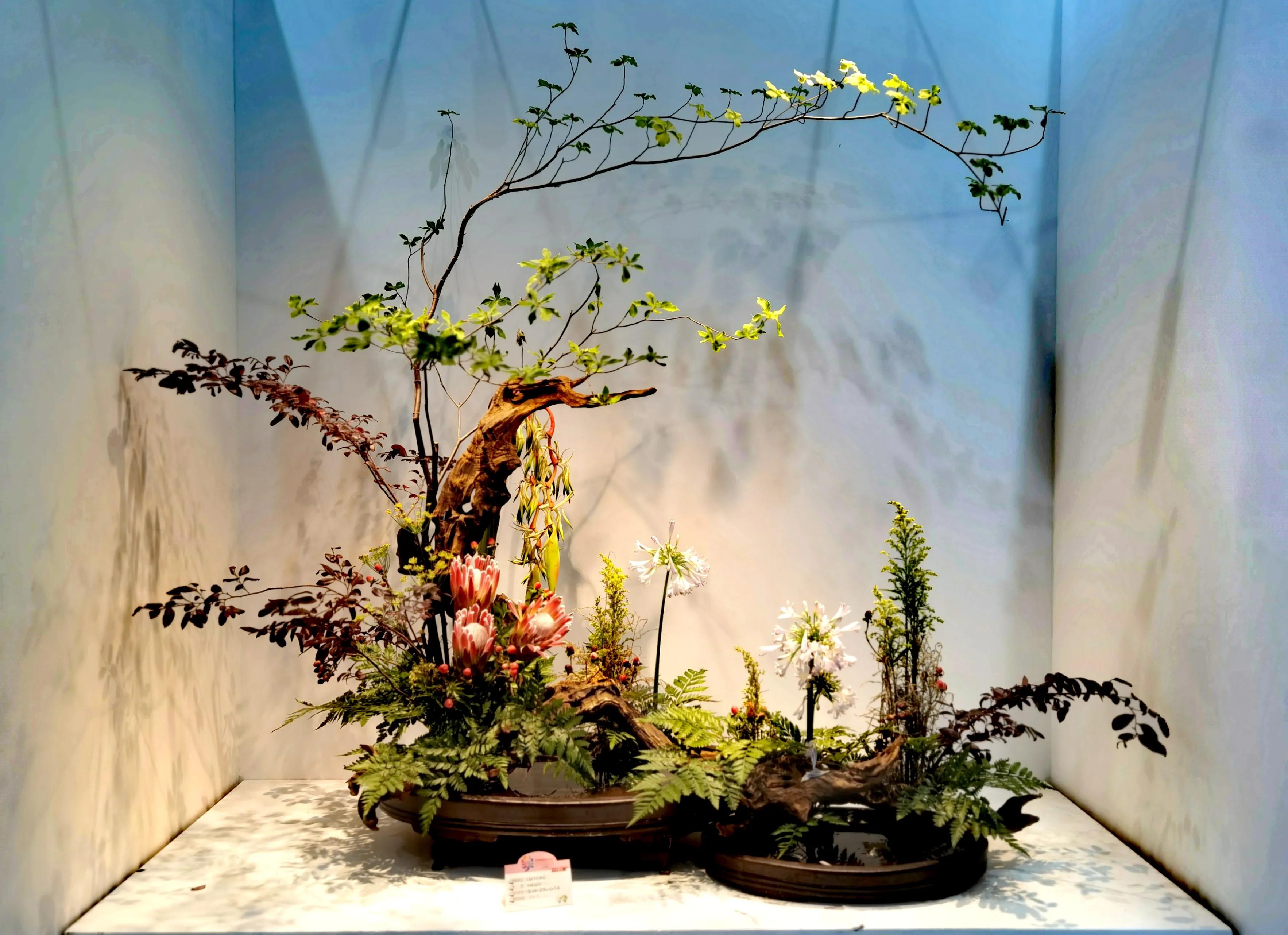 关于崇明花博会,崇明花博会全程花景