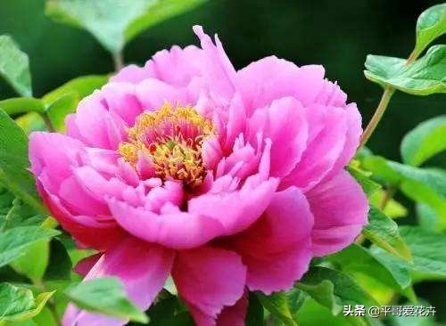 牡丹叶子萎蔫干枯怎么办,春季牡丹芽头萎蔫干枯怎么办