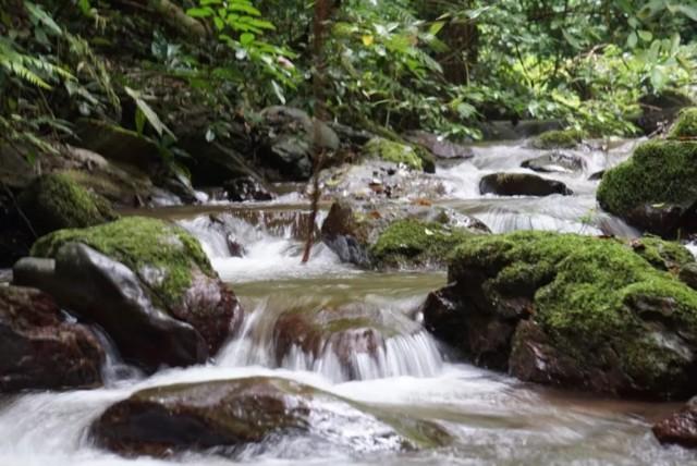 普洱沱茶生茶怎么泡好喝,菊花金银花茶怎么泡好喝