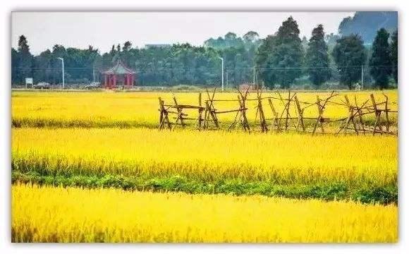 开往春天的广东列车,开往春天的列车是开往哪的