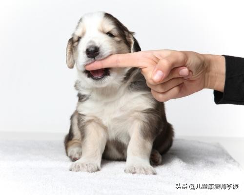 婴儿被宠物抓伤怎么处理,被宠物抓伤咬伤后怎么处理