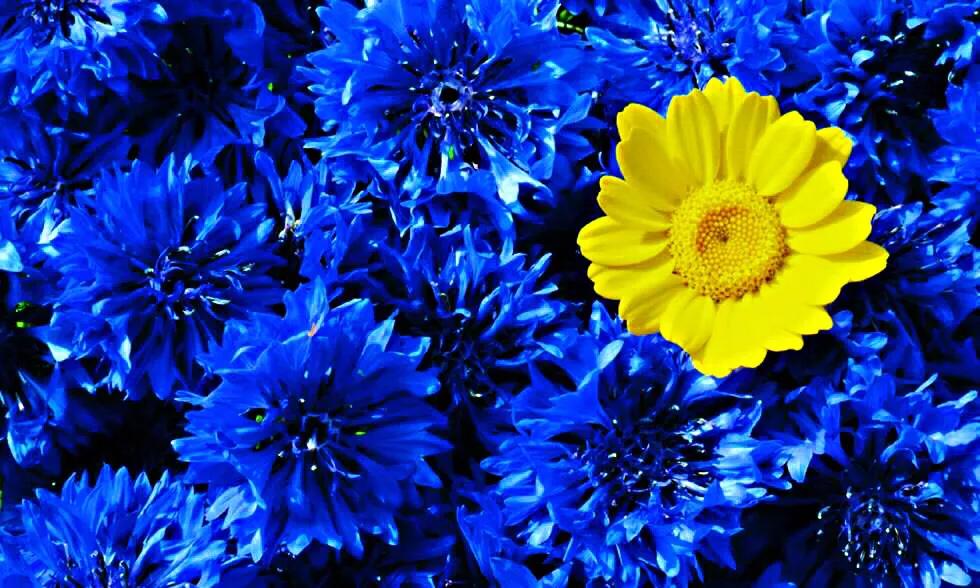 德国国花什么颜色的矢车菊,矢车菊国花