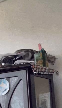 胆小的小奶猫是什么样的,胆小的小奶猫