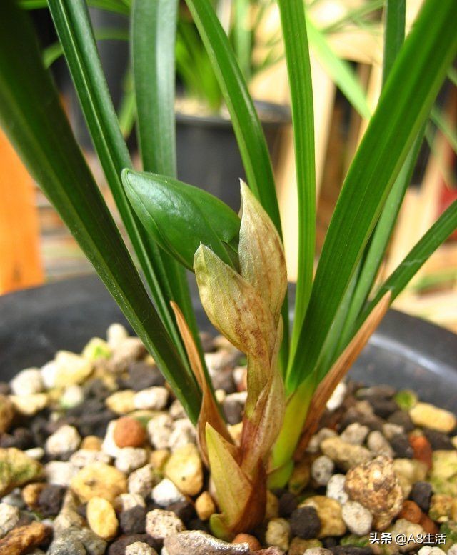 每日一品中国兰花图片,每日一品全文