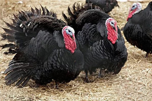 火鸡到底好吃还是难吃,火鸡有多少种吃法