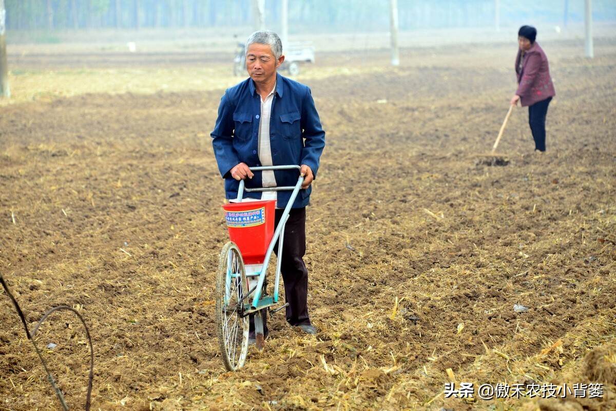 小麦早打和晚打有什么区别,小麦晚播品种能否早播