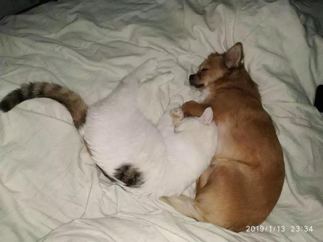 给它们一个家|线上宠物领养日,201903102