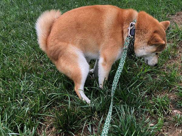 小狗粮怎么选才是正确的,狗粮怎样挑