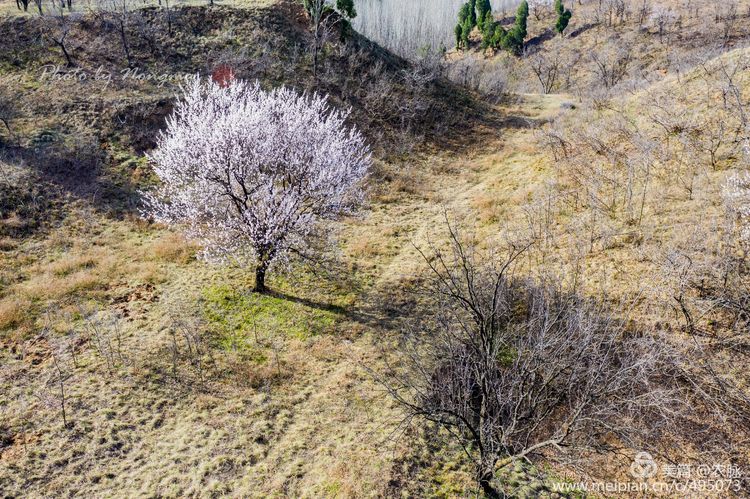 河南灵宝百年古杏林花开遍山野,灵宝北沟古杏林图片