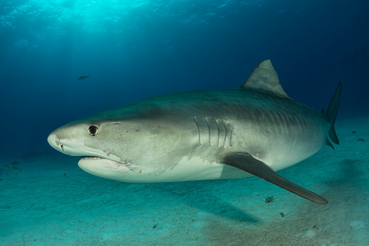 被海洋生物刺伤感染有什么症状,被深海鱼妖咬了怎么办