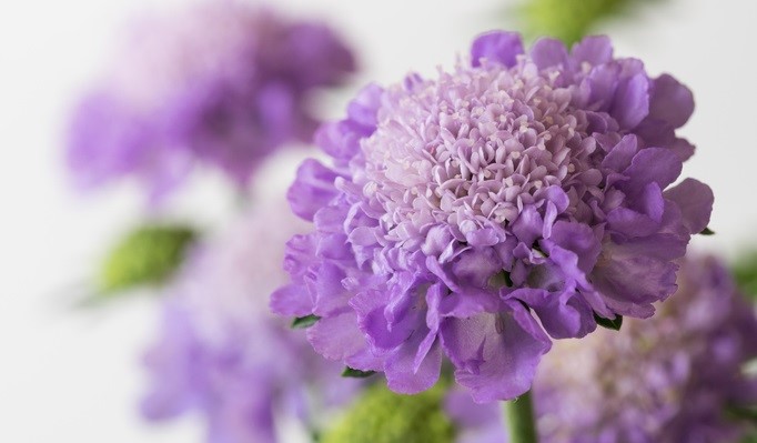 每个十一月生日对应的生日花,365天每天代表生日的花有哪些