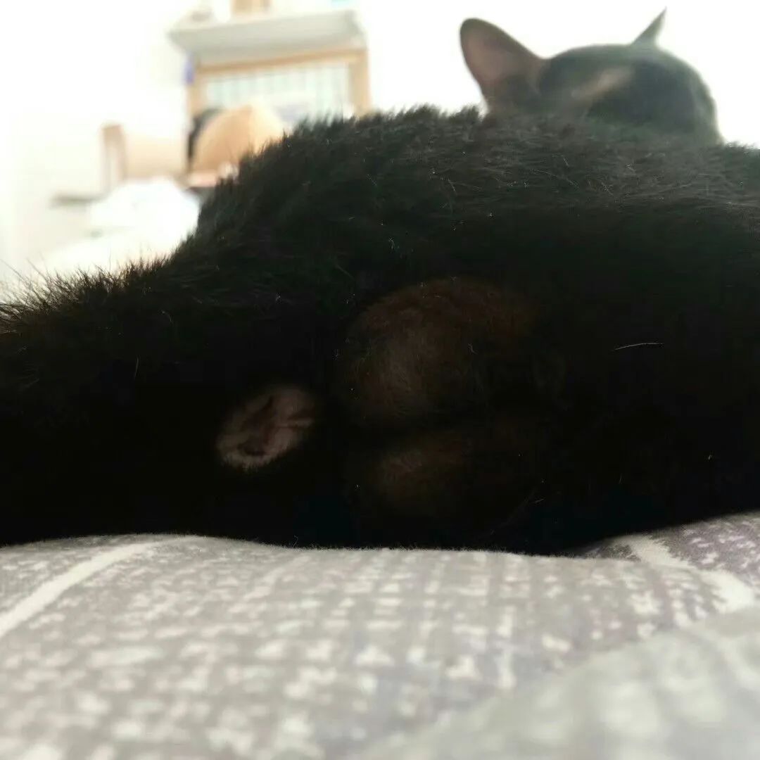 猫会像人一样做梦吗,猫老是做梦