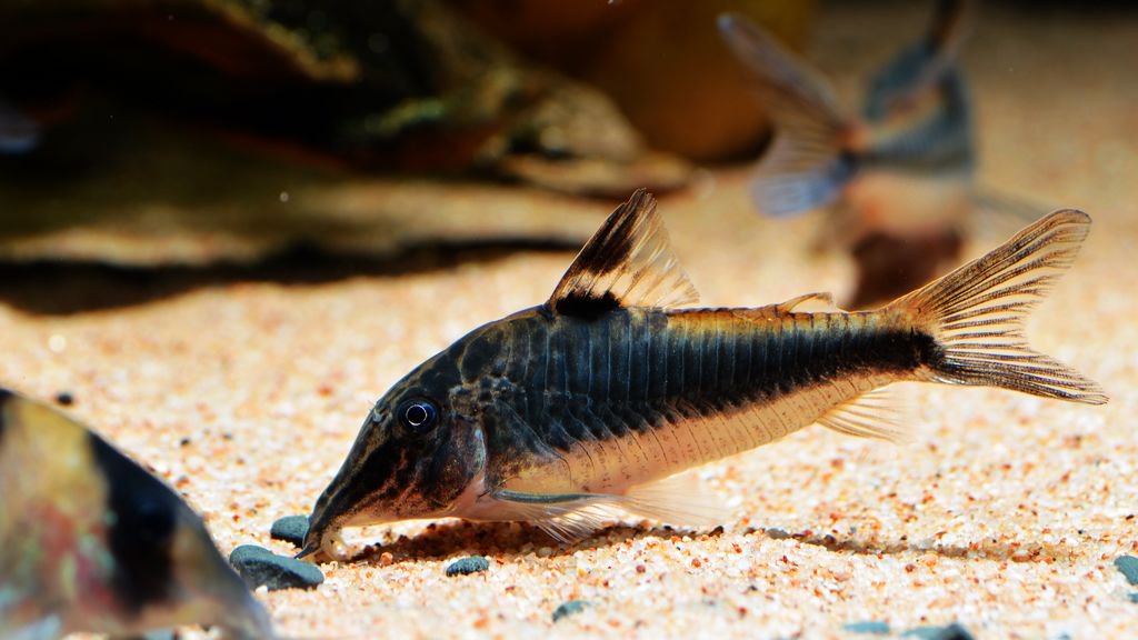 养鼠经验总结,鼠鱼的养殖方法和注意事项