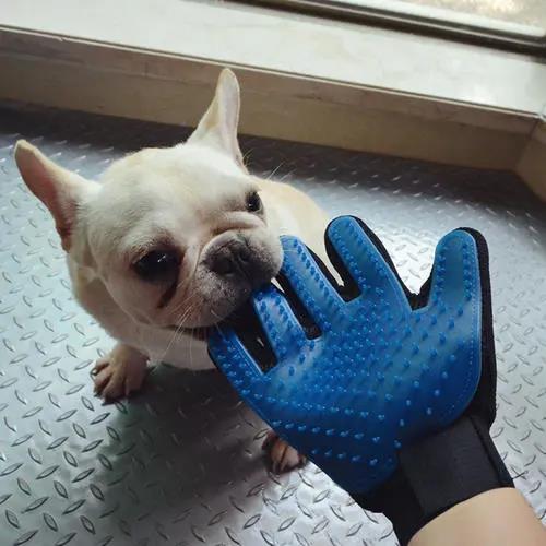 狗子掉毛红色,狗子掉毛皮肤发红是怎么回事