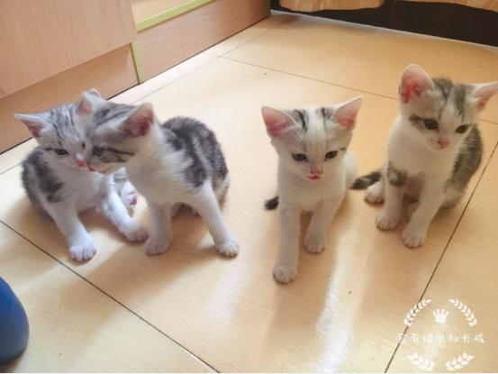 母猫更粘人还是暹罗猫更粘人,十大最干净最好养的猫暹罗猫