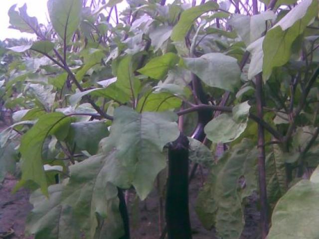 茄子二次剪枝后上什么肥才长得好,茄子长一茬以后可以剪枝重新长吗