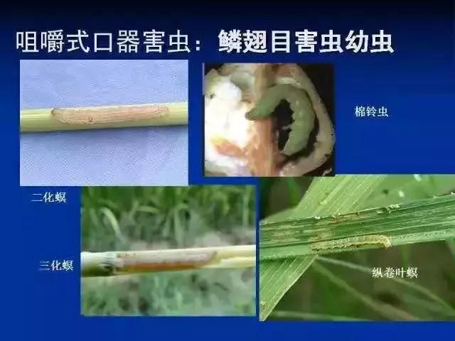 农药杀虫剂种类与作用有哪些,农药杀虫剂别乱选