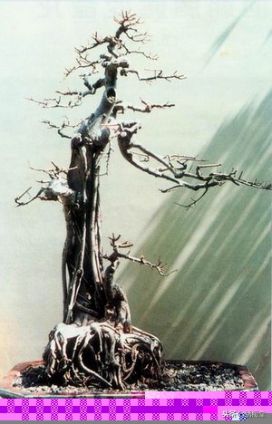 丛林式盆景欣赏,盆景欣赏及制作