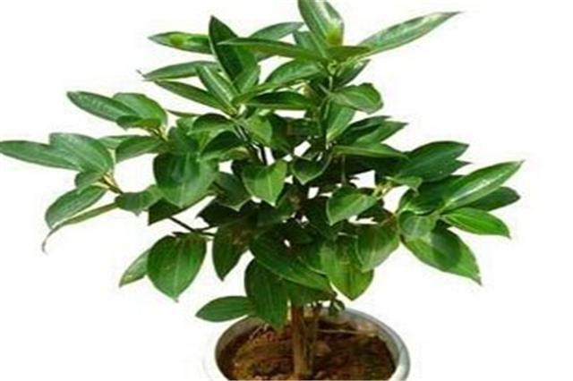 平安树叶的养护方法,平安树的养护方法和注意事项