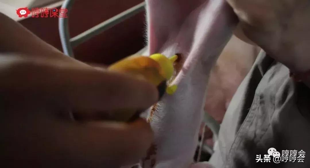 猪腹腔补液方法,腹腔补液视频教程