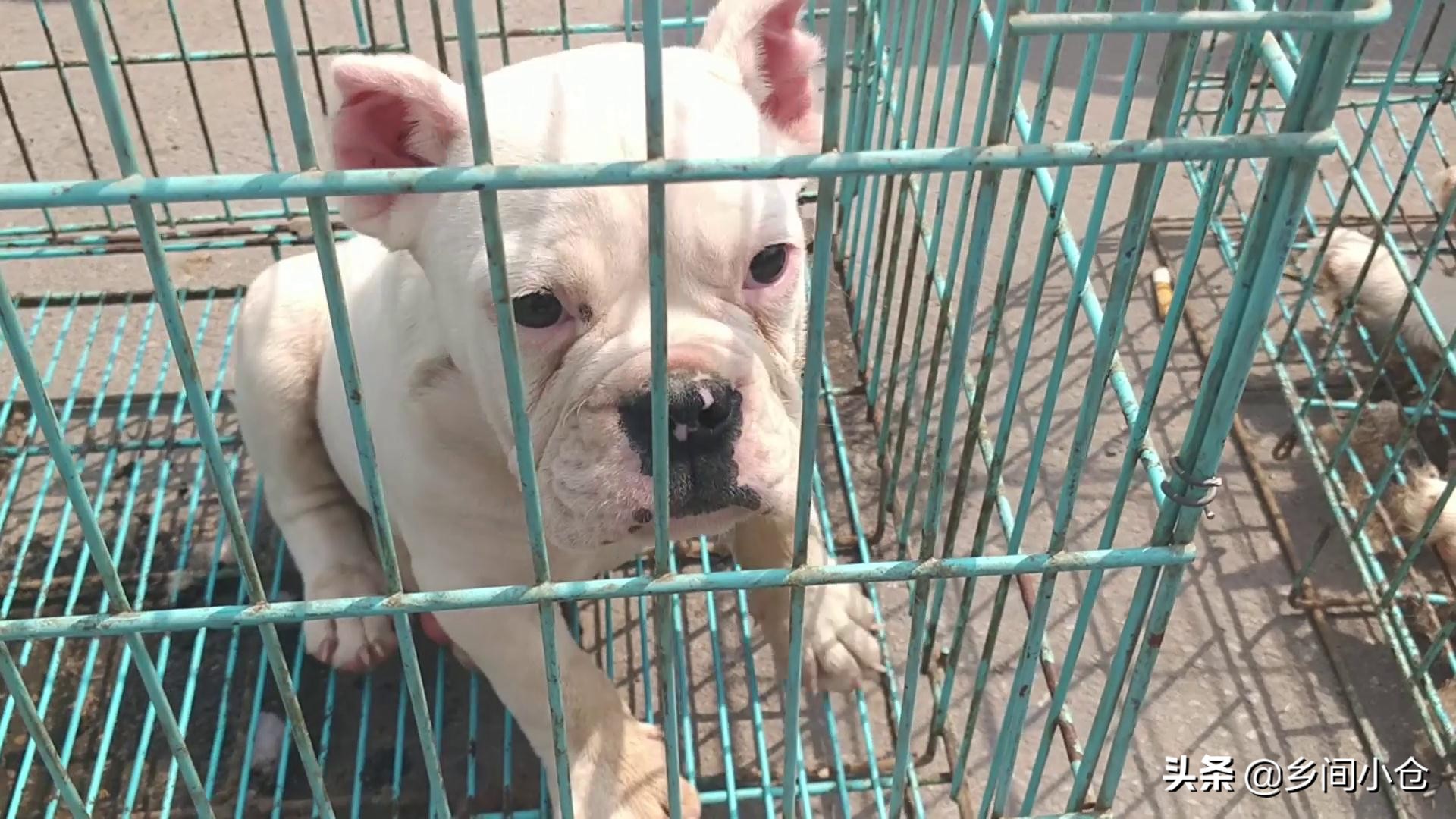 豫东最大狗市在哪里 (豫东南最大的狗市在哪里)