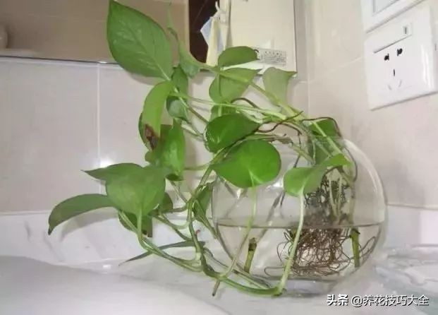 绿萝水培扦插生根最快方法,绿萝剪枝扦插方法水培教程