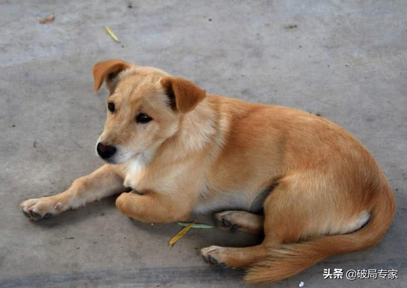 农村养殖土狗好不好卖,农村养殖土狗要办证吗