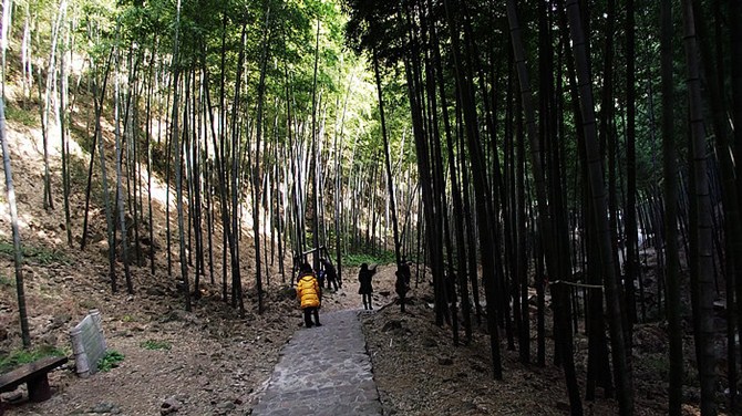 南京竹海宜兴竹海,宜兴华东第一竹海