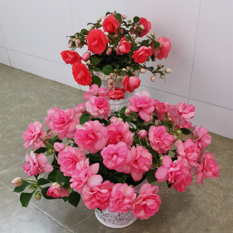 怎样养凤仙花的视频,养好凤仙花的秘诀