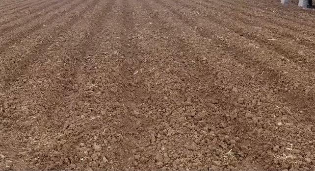 花生刚种下就下大雨影响出芽率吗,花生雨前播好还是雨后播种好