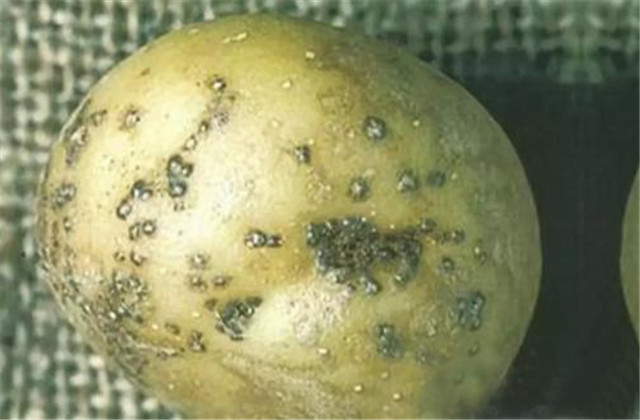 马铃薯怎样种植能高产,马铃薯种植技术小视频