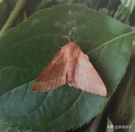 苹果食心虫防治,苹果叶片虫害