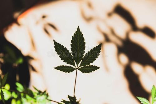 赶上国内圣秋波CBD的热潮，我们先美一步