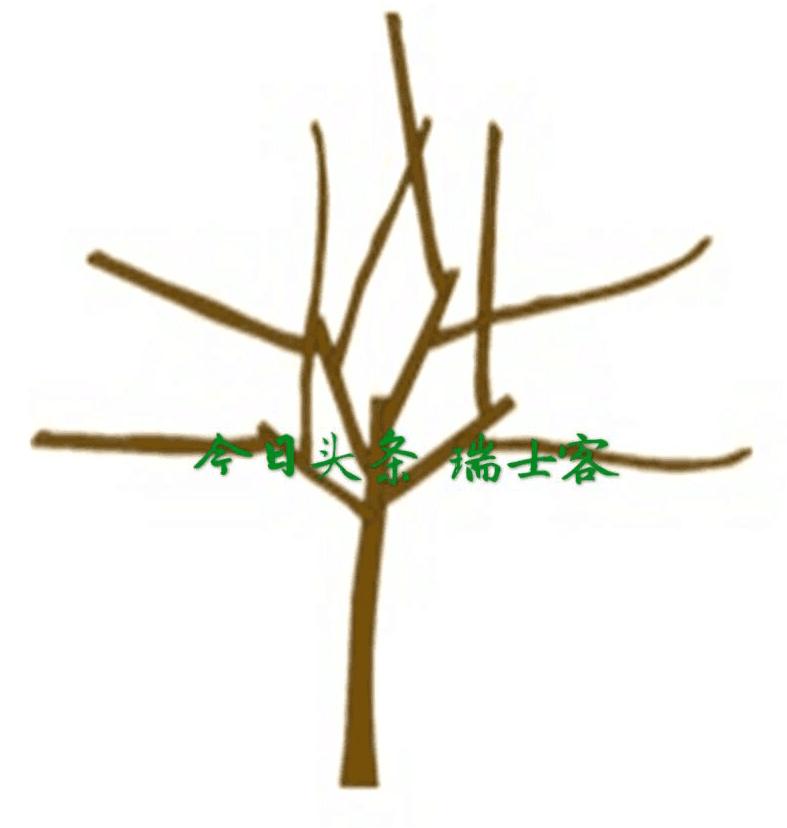 菠萝蜜种植几年结果,种了几年的菠萝蜜不结果怎么办