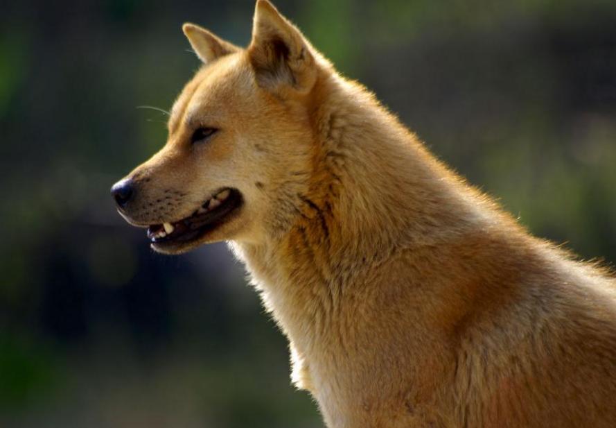 5种最受欢迎的狗狗你养了哪一种,哪个品种的狗狗又好养又乖巧懂事