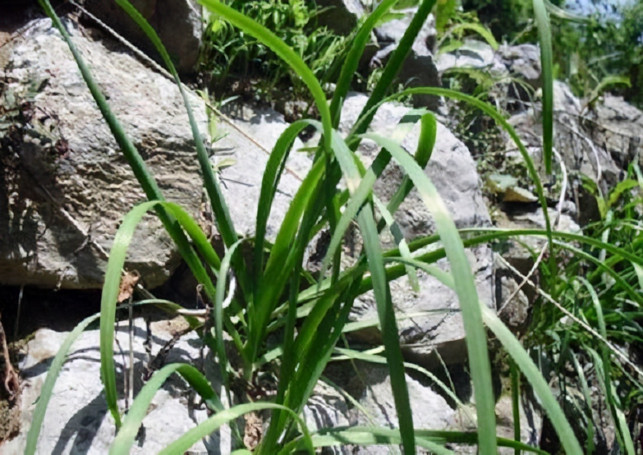 和韭菜一样的草可以吃吗,韭菜能不能治病