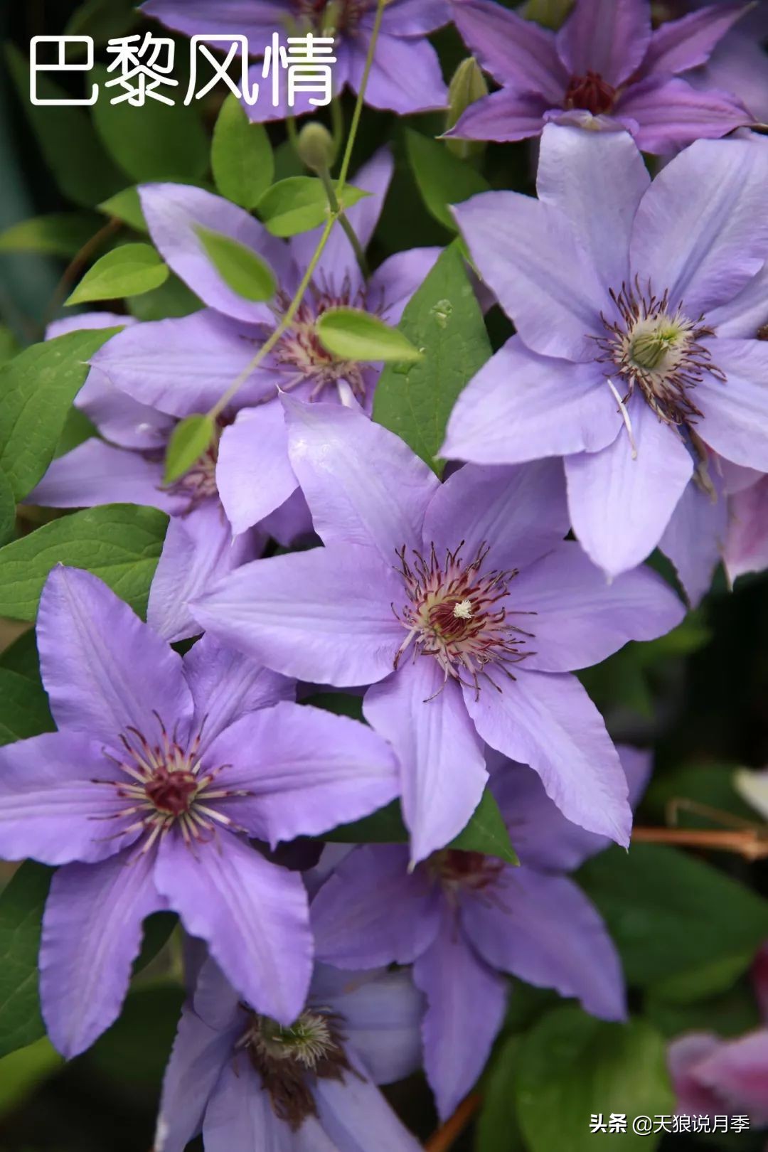 10元3棵铁线莲苗多色,铁线莲苗圃视频