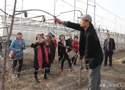 都说樱桃好吃树难栽的高级文案,樱桃树怎么种植最好吃