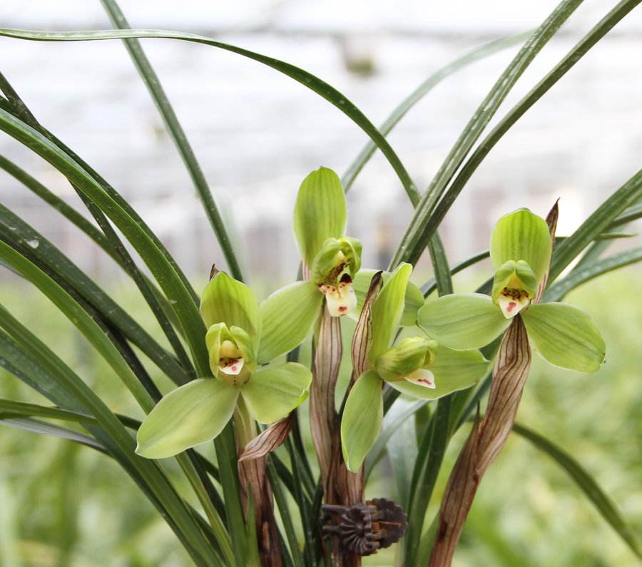 中国名花兰花盆栽,盆栽兰花唯美古风