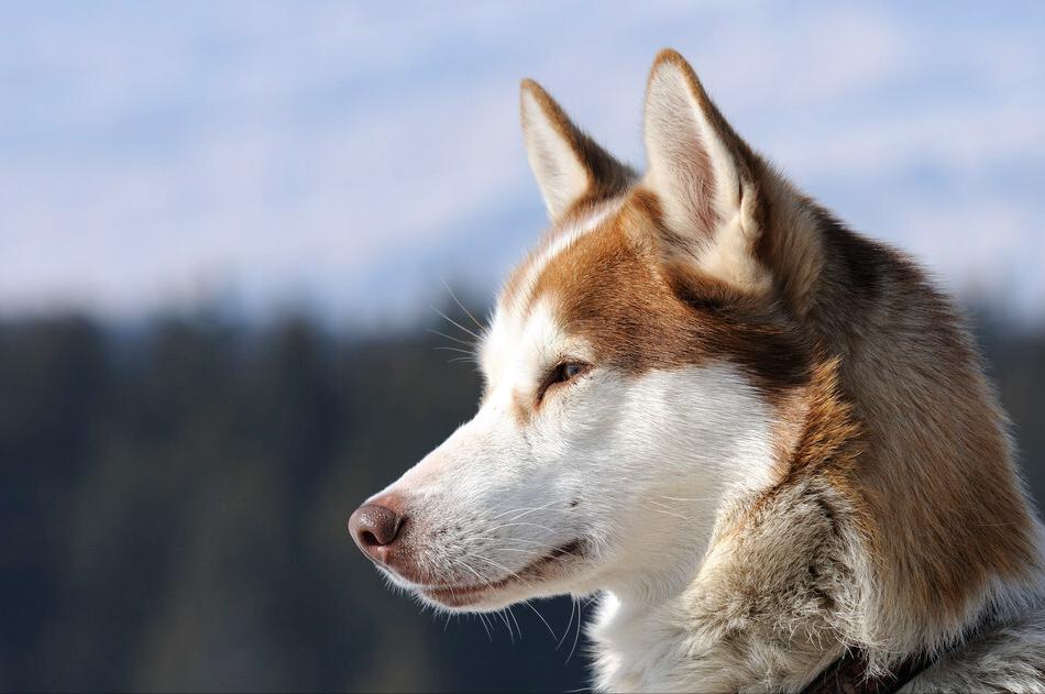 雪橇犬哈士奇西伯利亚,雪橇犬哈士奇为什么那么聪明