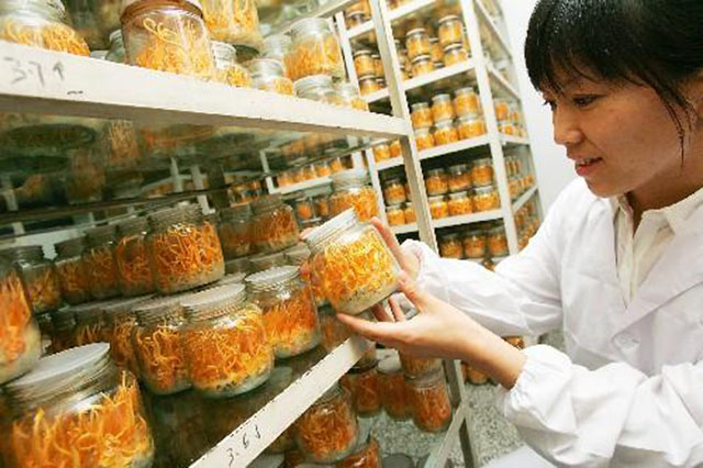 冬虫夏草神药走下神坛,冬虫夏草是神药